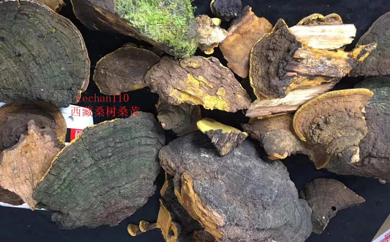 西藏桑樹桑黃圖片