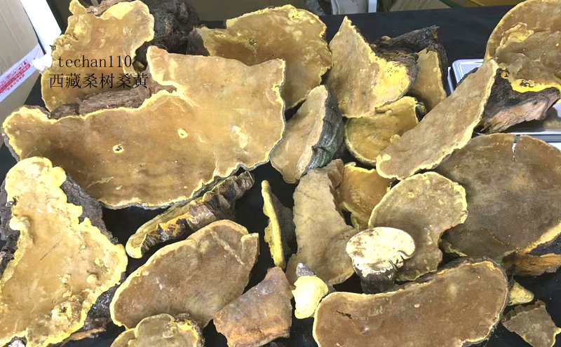 正宗西藏桑黃圖片