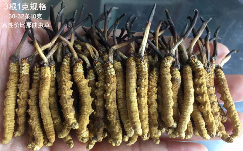 3條1克那曲冬蟲夏草圖片