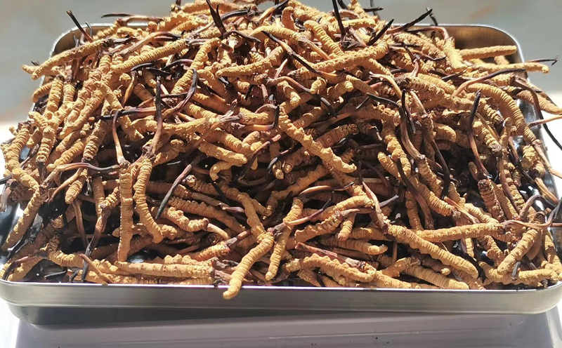 那曲蟲草圖片 那曲蟲草圖片