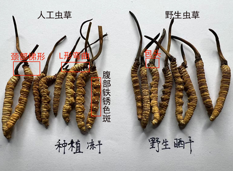 人工蟲草和野生蟲草的區(qū)別圖片
