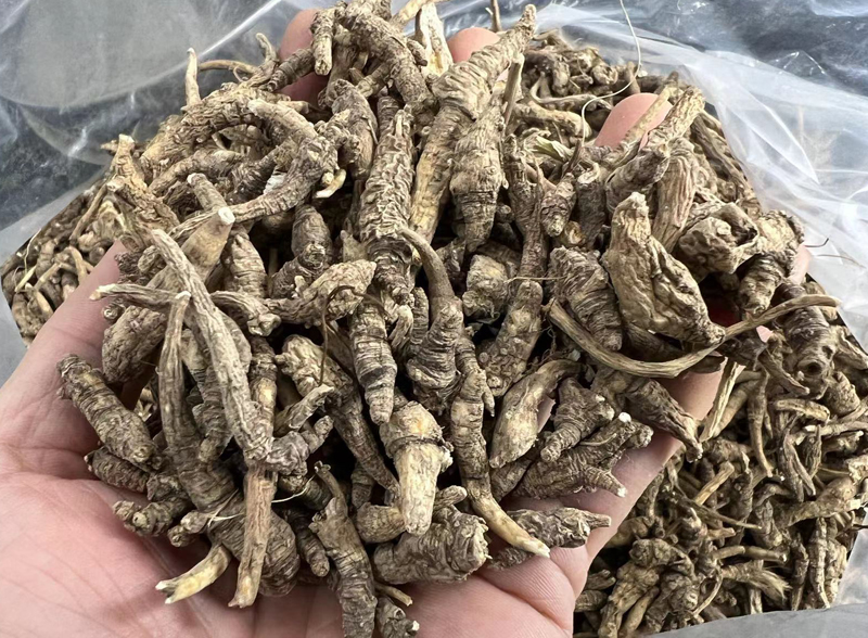 西藏小當歸圖片