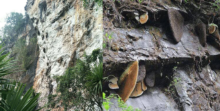 巖蜜生長地圖片 巖蜜生長地圖片