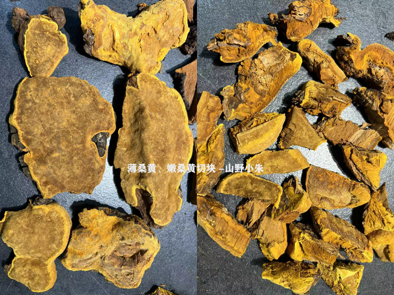 嫩薄桑黃切塊圖片