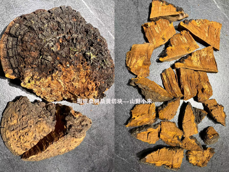 瑕疵桑黃切塊圖片