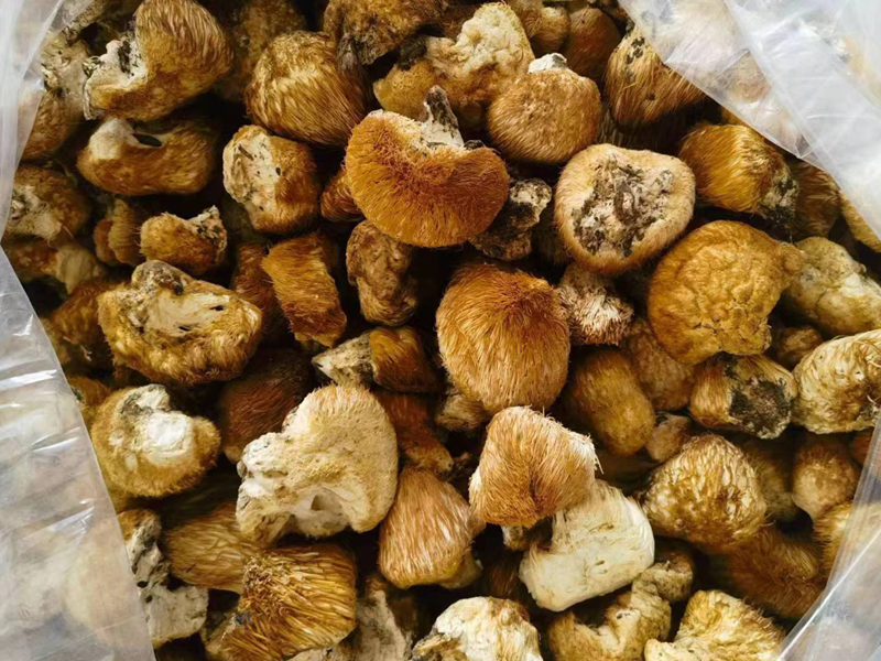 長(zhǎng)白山野生猴頭菇圖片