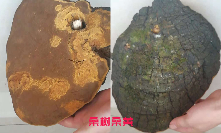 6斤重的大桑樹桑黃 6斤重的大桑樹桑黃