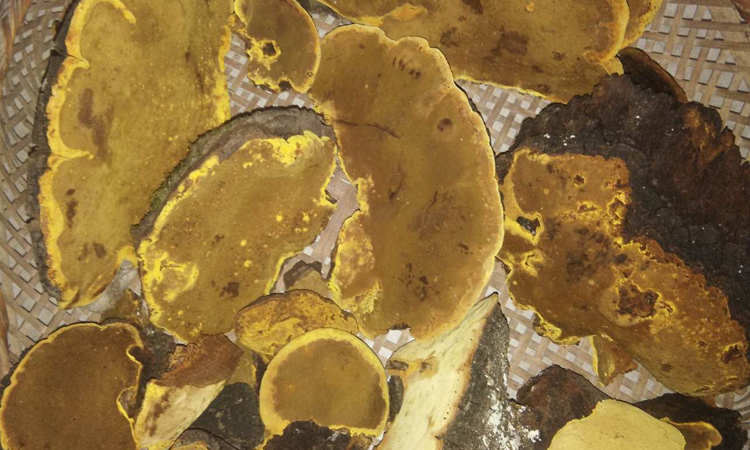 秦嶺藥農新采到的野生桑黃 秦嶺藥農新采到的野生桑黃