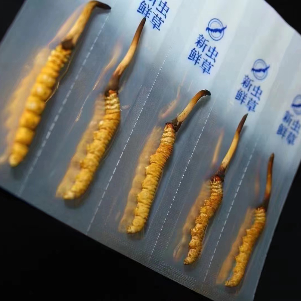 新鮮蟲草大小對比圖片