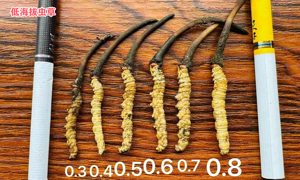 新鮮蟲草大小區(qū)別圖片