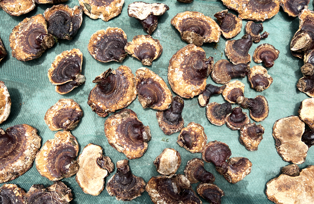 野生松杉靈芝圖片 野生松杉靈芝圖片