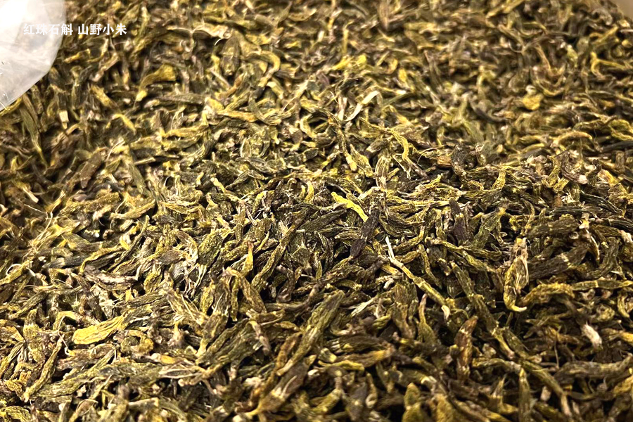 紅珠蟲石斛圖片 紅珠蟲石斛圖片