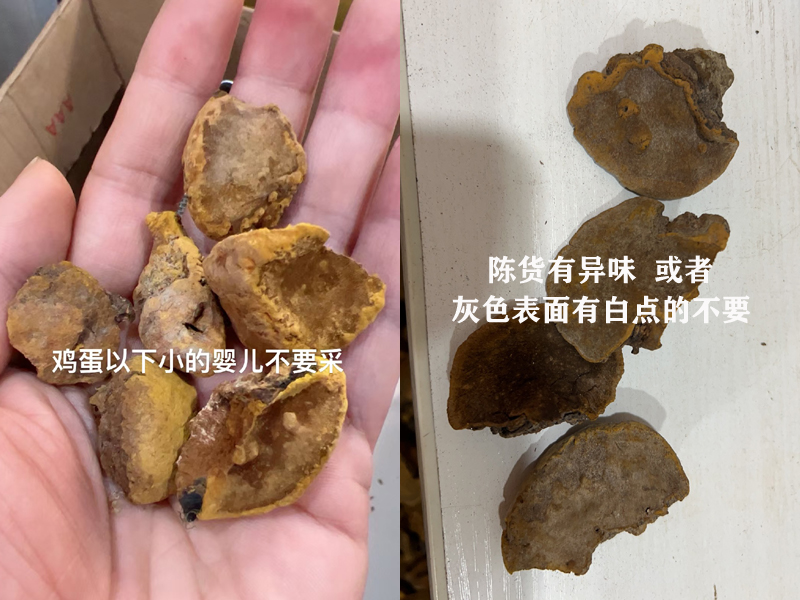 嬰兒桑黃和陳貨桑黃 嬰兒桑黃和陳貨桑黃