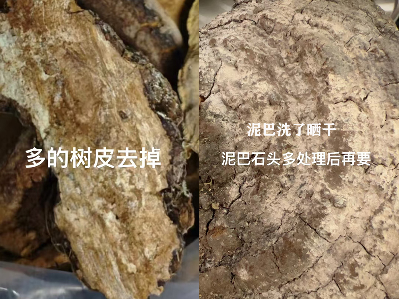 帶樹皮和帶泥巴的桑黃 帶樹皮和帶泥巴的桑黃