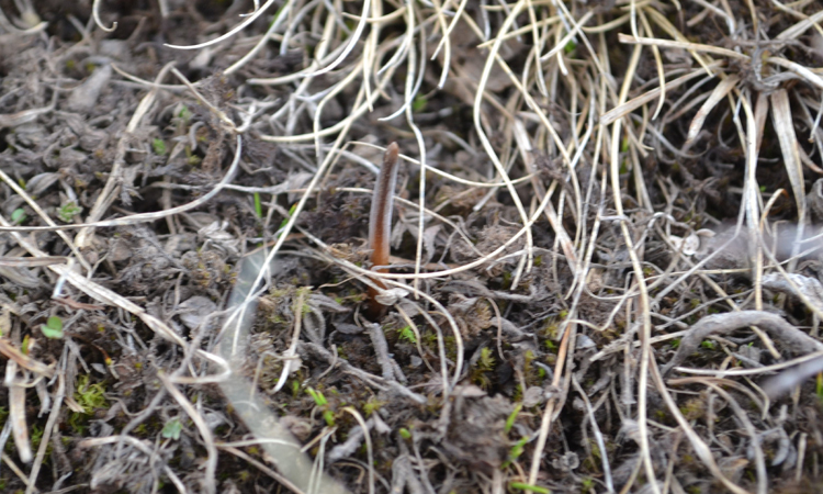 蟲草的葉子圖片