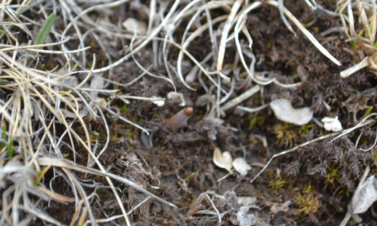 冬蟲夏草葉子的圖片