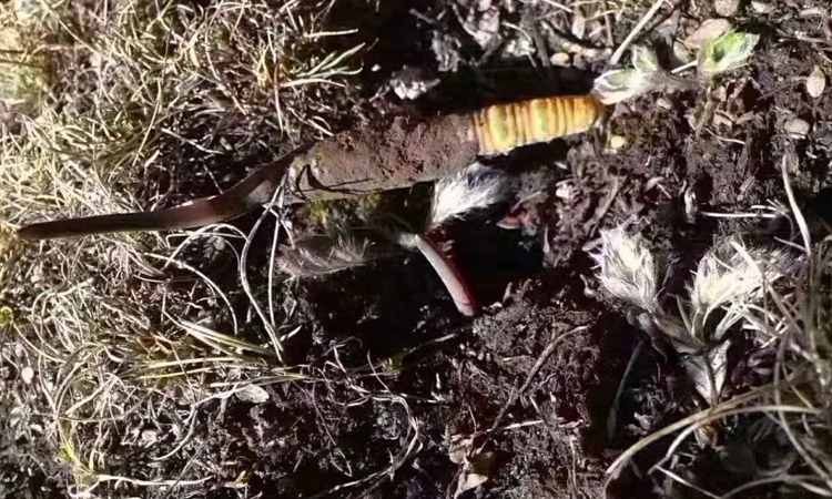 蟲草葉子的圖片