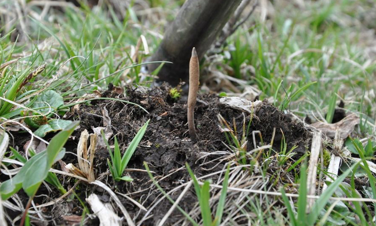 成熟冬蟲夏草葉子圖片