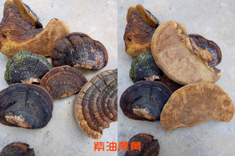 紫油桑黃圖片 紫油桑黃圖片