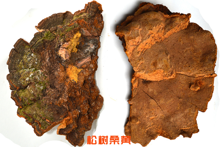 松樹桑黃圖片 松樹桑黃圖片