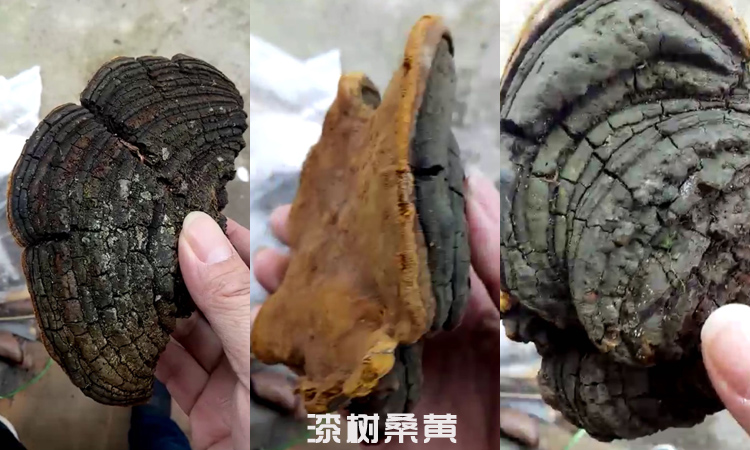 小型漆樹桑黃圖片 小型漆樹桑黃圖片