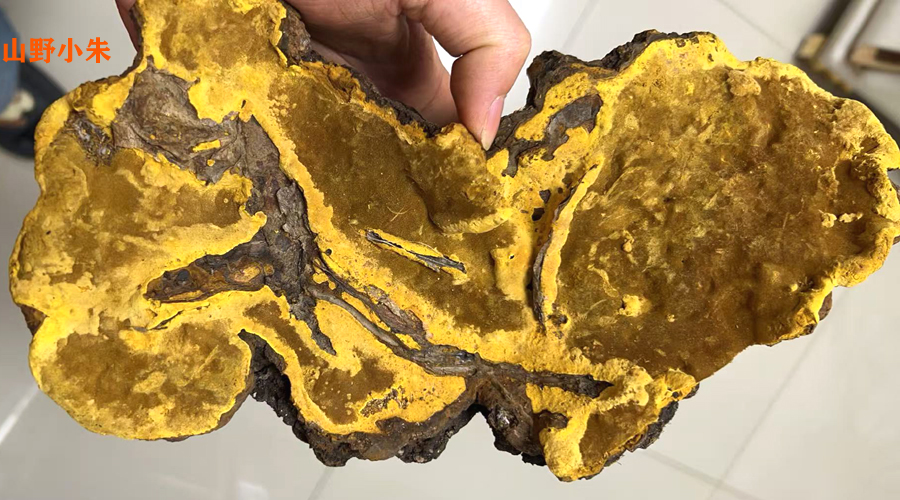 山野小朱桑樹桑黃圖片