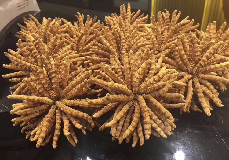 冬蟲夏草扎花擺放素材圖片