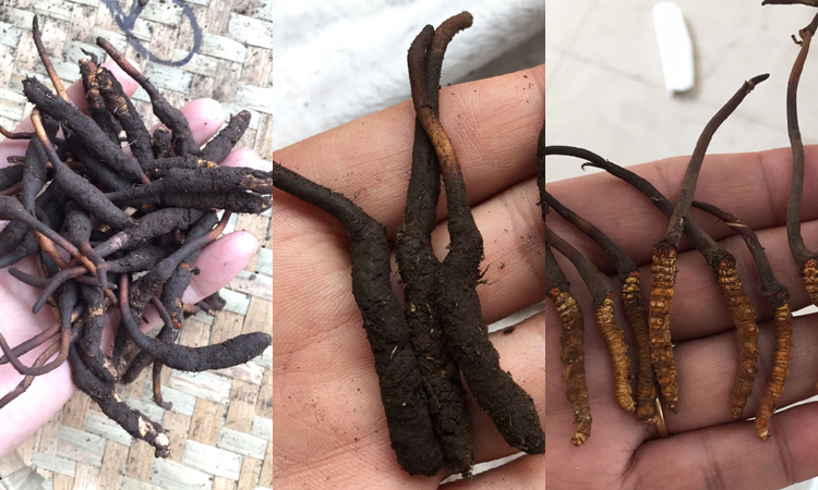 松潘蟲草圖片 松潘蟲草圖片