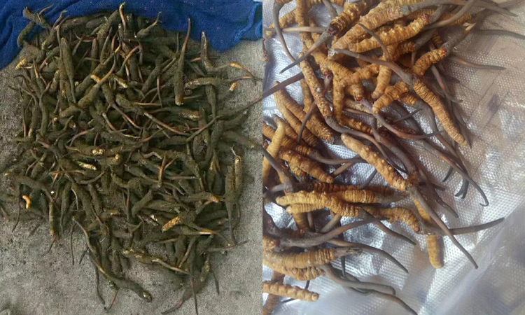 新鮮阿壩蟲草頭草圖片 新鮮阿壩蟲草頭草圖片