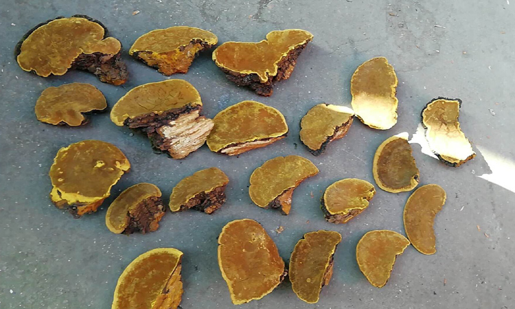 野生桑樹桑黃正面圖片 野生桑樹桑黃正面圖片