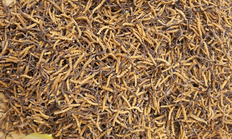 3800條冬蟲(chóng)夏草統(tǒng)貨實(shí)物圖片 3800條冬蟲(chóng)夏草統(tǒng)貨實(shí)物圖片