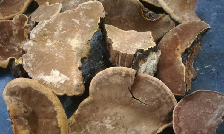 陜西安康野生桑樹桑黃圖片