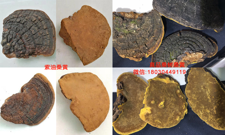 紫油桑黃和桑樹桑黃對(duì)比圖片