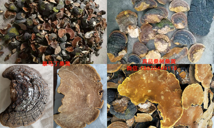 暴馬丁桑黃和桑樹桑黃對(duì)比圖片