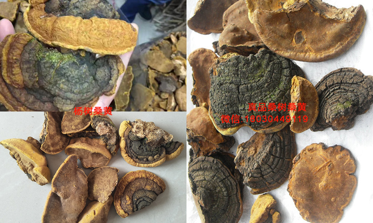 楊樹桑黃和桑樹桑黃對(duì)比圖片