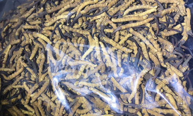 青海冬蟲夏草圖片