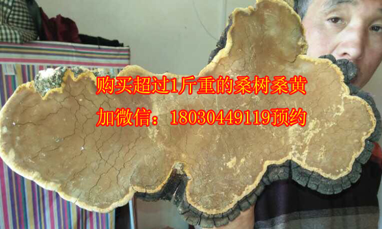 5斤重的野生桑樹桑黃圖片