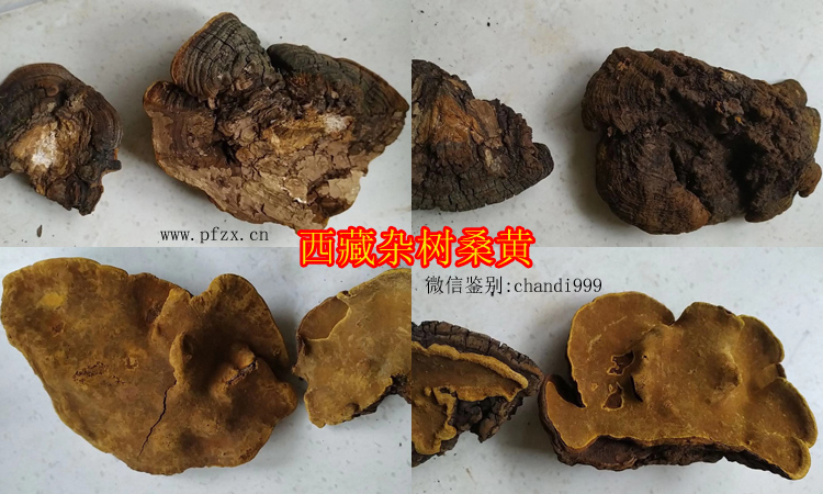 西藏雜樹桑黃 西藏雜樹桑黃