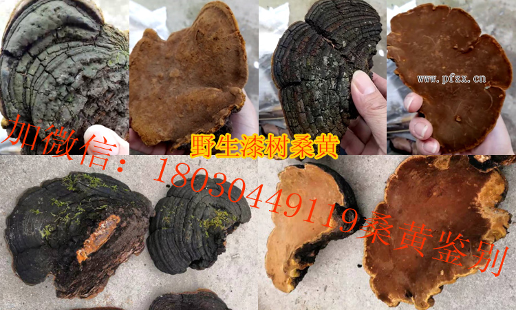 野生漆樹桑黃圖片