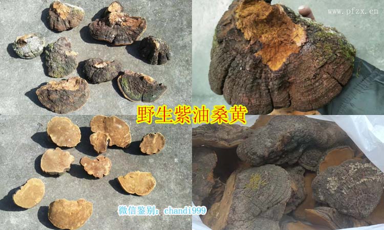 野生紫油桑黃圖片