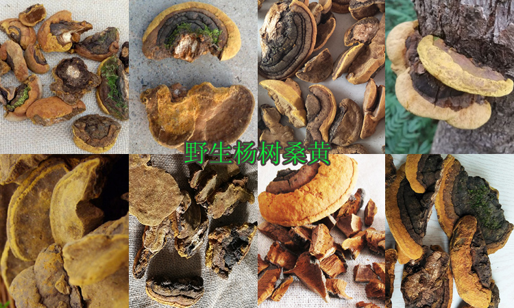 野生楊樹桑黃圖片