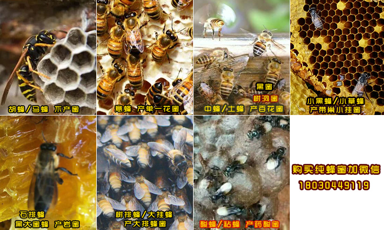 蜜蜂的種類對比圖片