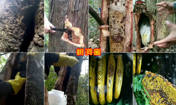 野生樹洞蜜圖片